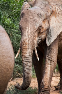 elephant near grass