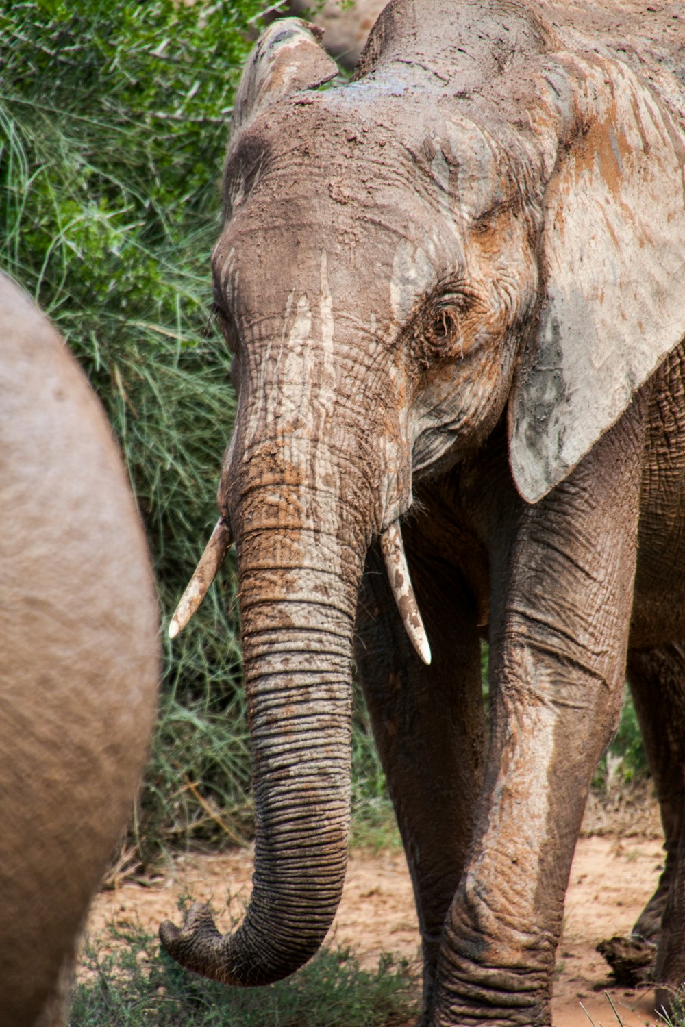 elephant near grass