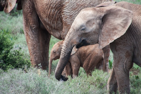 photo of Port Elizabeth Wildlife near Addo Elephant National Park