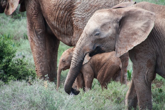 gray elephants on green grass in Port Elizabeth South Africa
