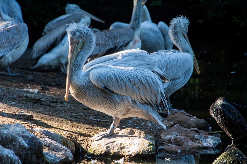 flock of white herons