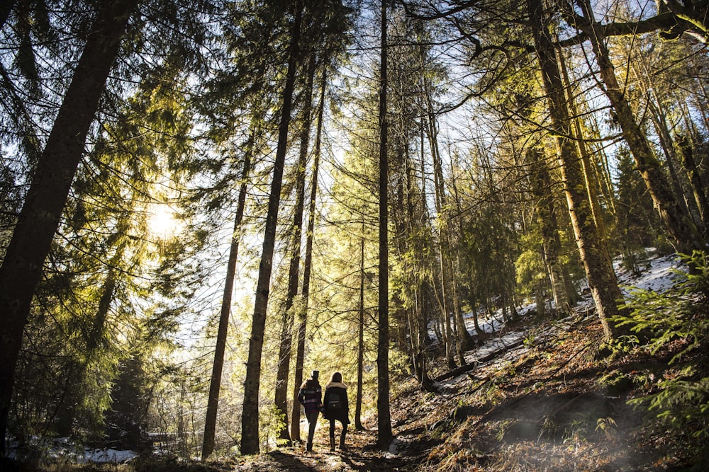 Dos personas de pie bajo los árboles del bosque durante el día