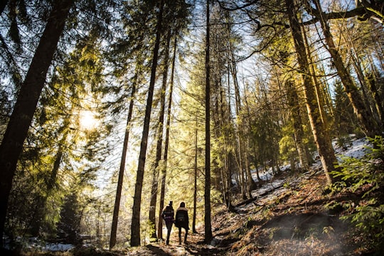 two person standing under forest trees at daytime in Bihor County Romania