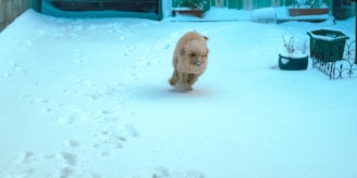A clean, snow-dusted mountain yard with a happy dog running freely.