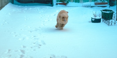 A clean, snow-dusted mountain yard with a happy dog running freely.