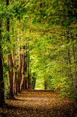 pathway between green trees