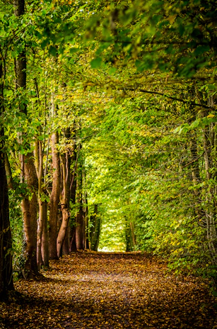 pathway between green trees