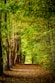 pathway between green trees
