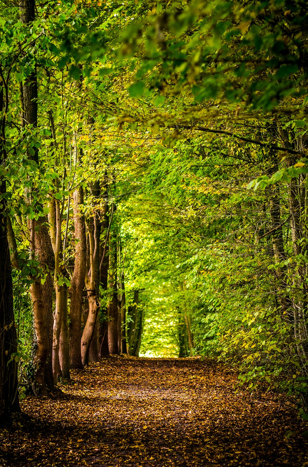 Sentier entre les arbres verts