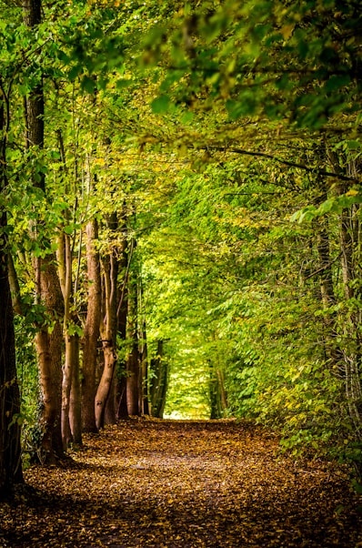 pathway between green trees