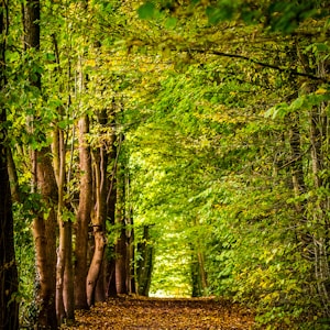 pathway between green trees