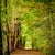 pathway between green trees