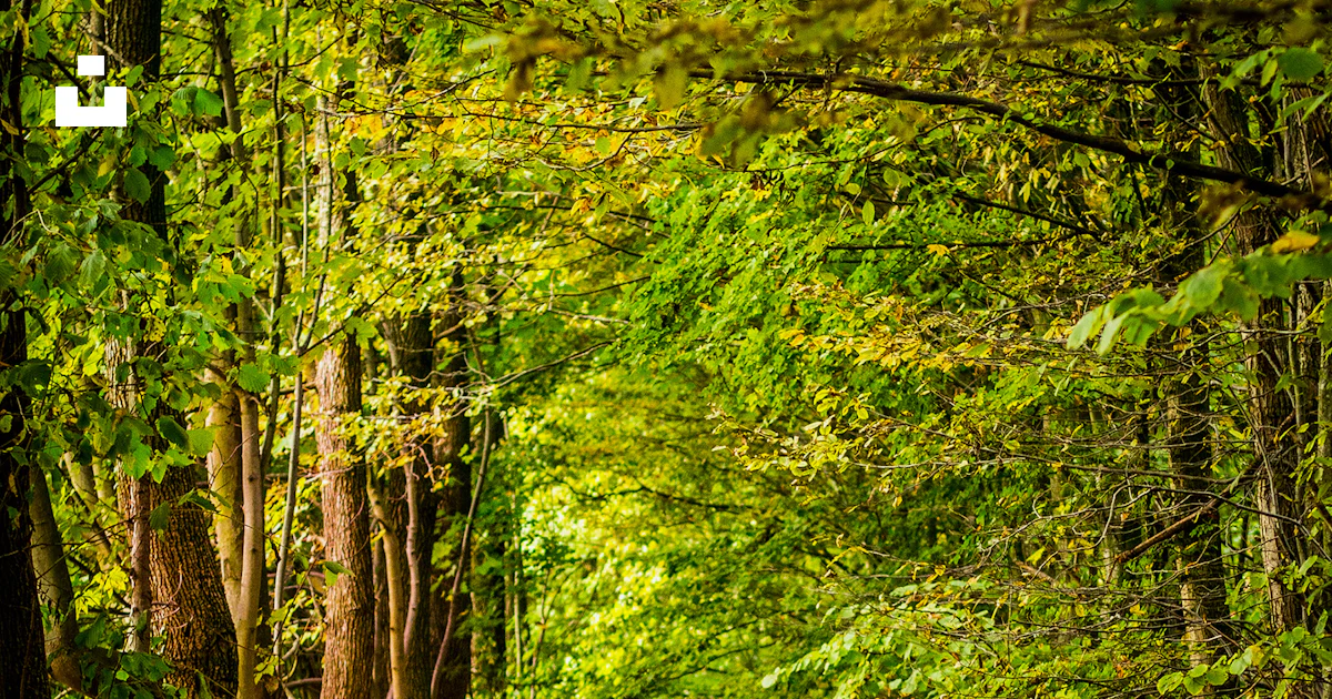 Pathway between green trees photo – Free Forest Image on Unsplash
