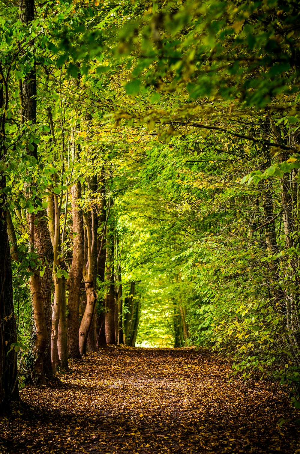 pathway between green trees