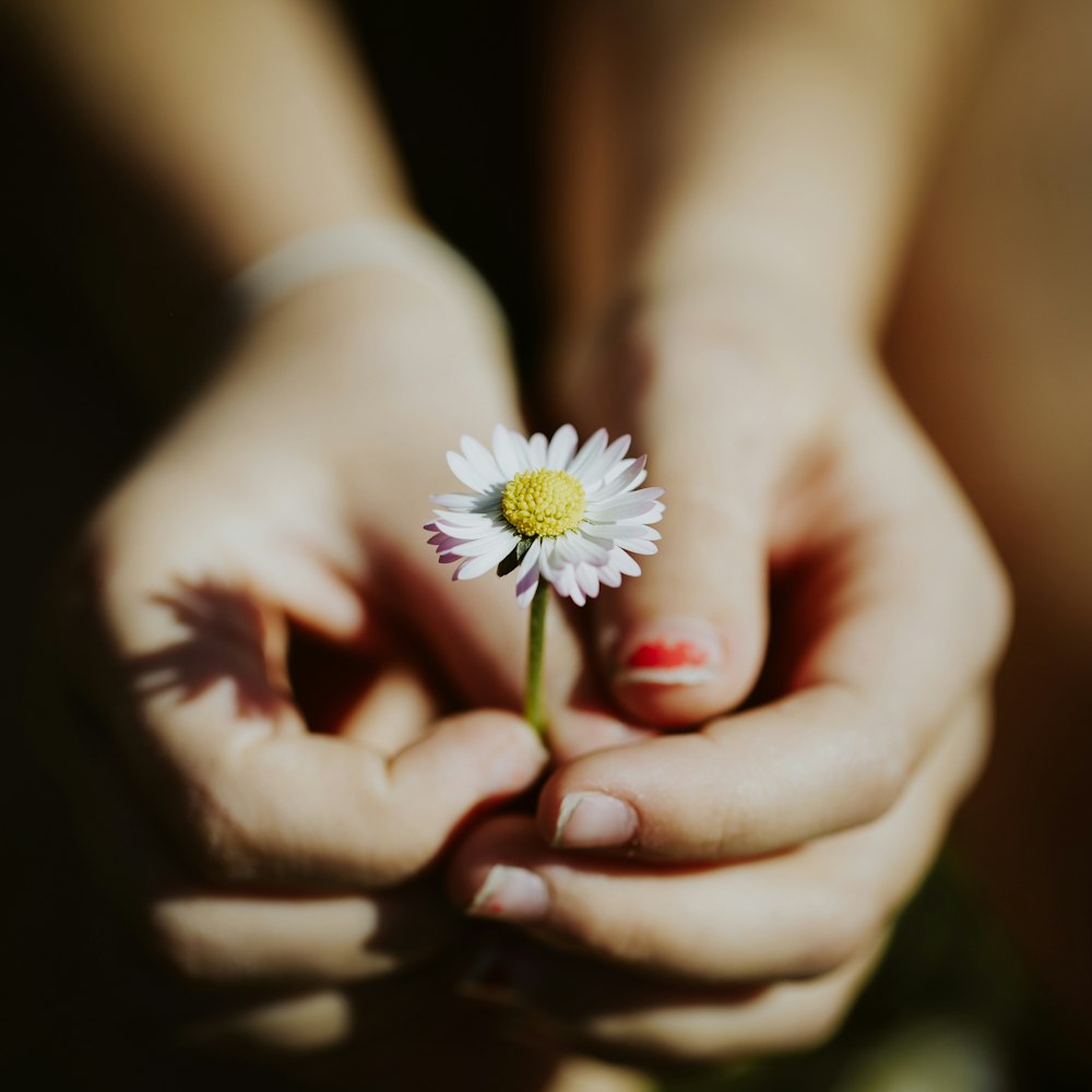 personne tenant une fleur de marguerite blanche