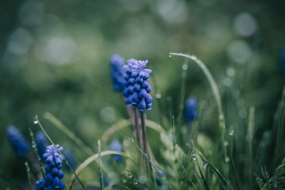 selective focus photography of purple petaled flower