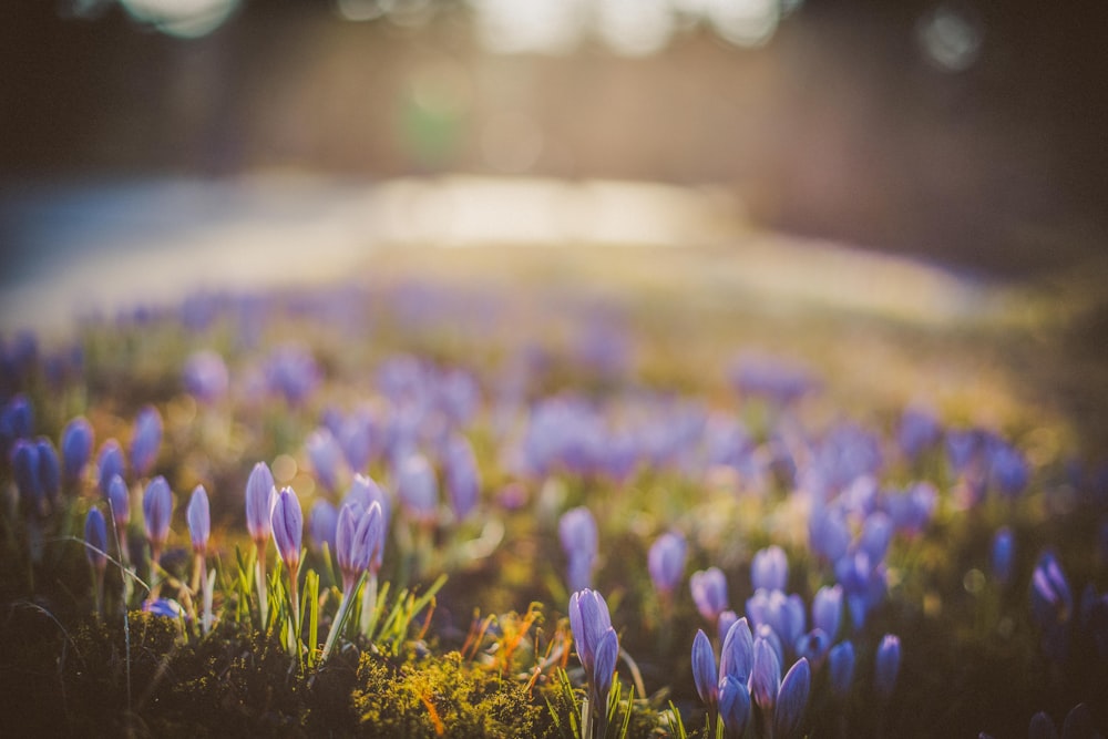 Fotografía de enfoque selectivo de campo de flores de pétalos púrpuras