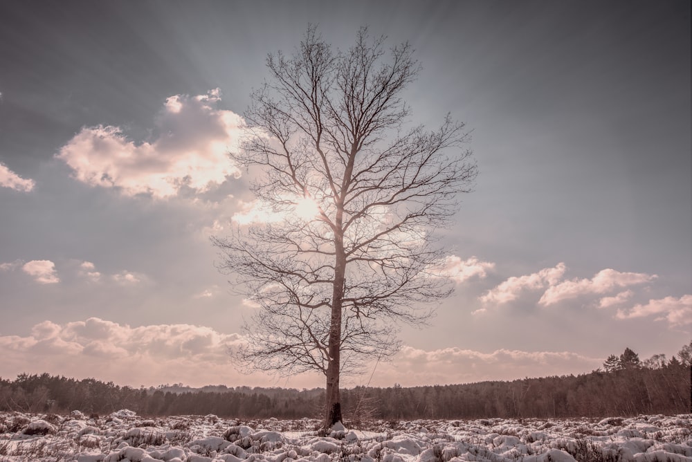 Fotografía de ángulo bajo de un árbol marrón durante el día