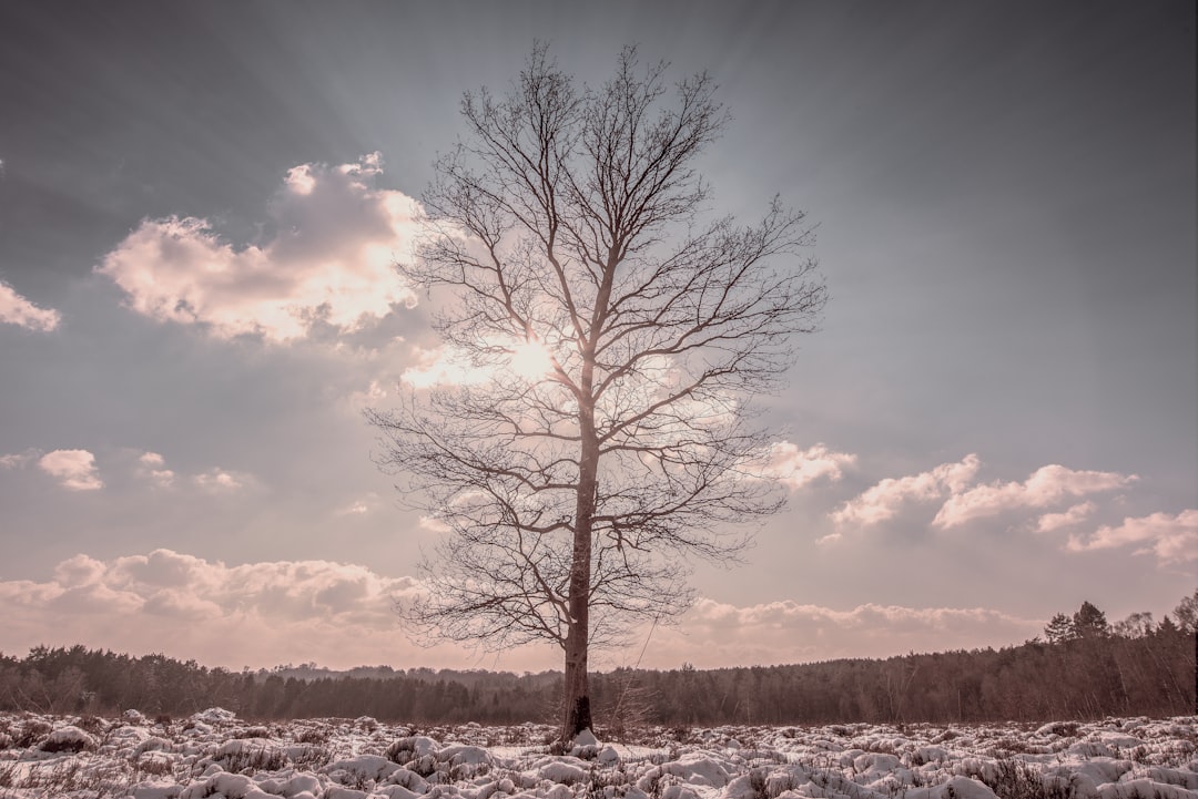 low-angle photography of brown tree during daytime