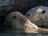 Little Bear and Fire sharing a moment of friendship.