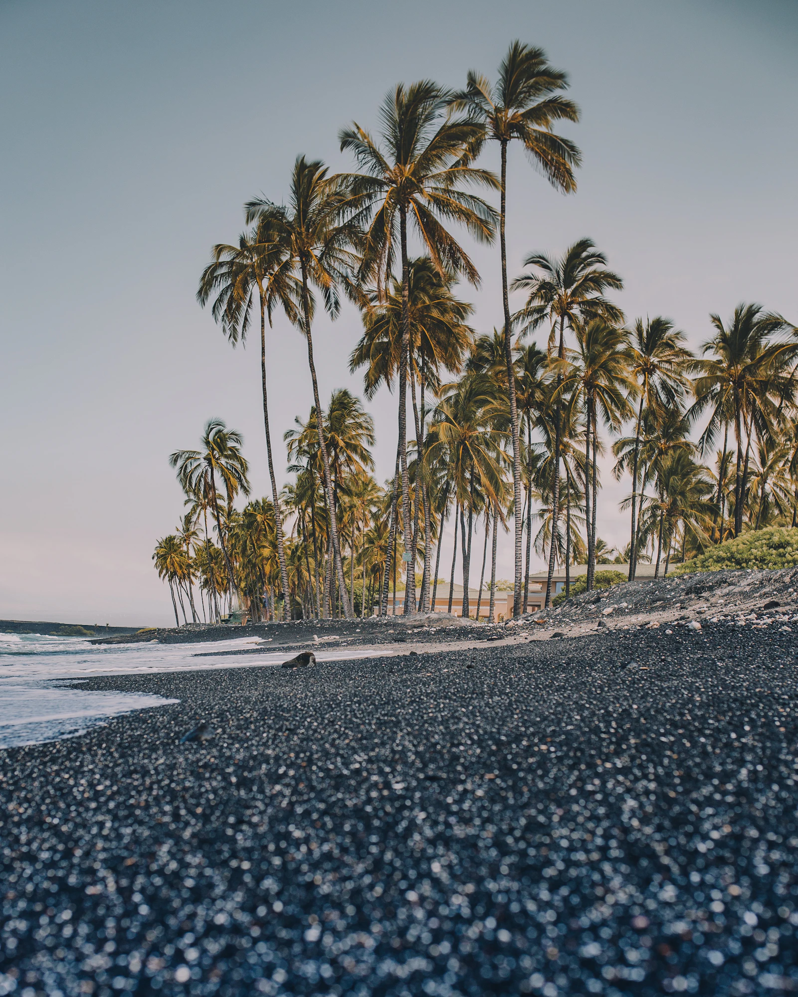 Palm trees along a dark-sand beach on Hawaii Island