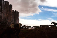 Starry night sky above the ranch with silhouettes of horses grazing nearby.