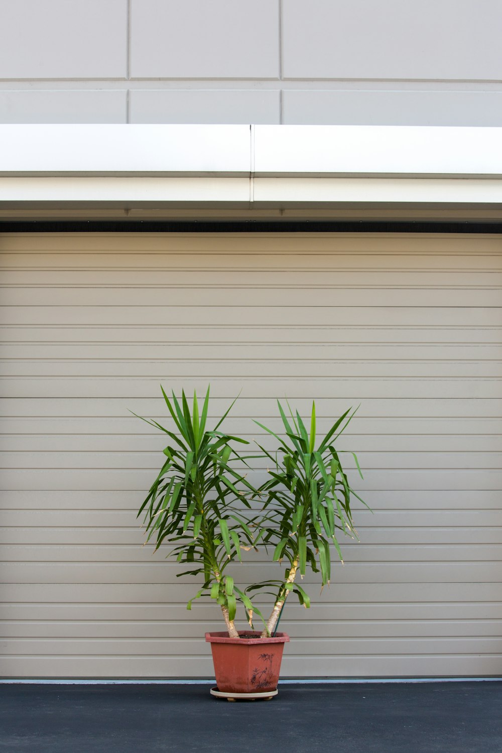 potted plant beside shutter roller