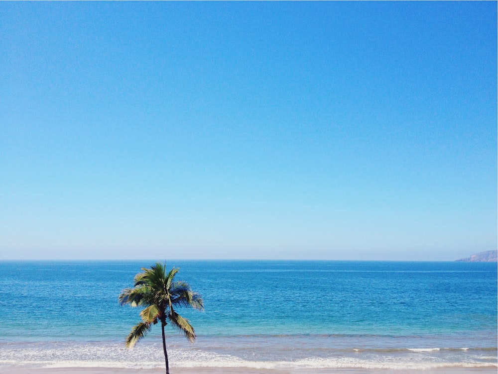 a lone palm tree on a beach with the ocean in the background