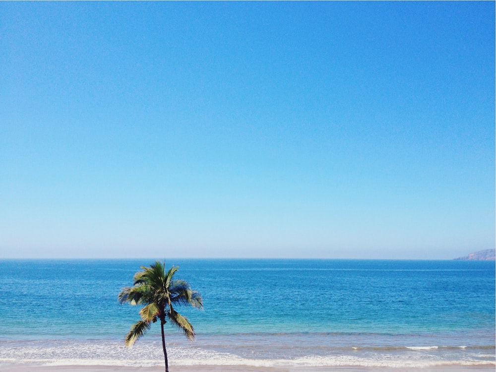 uma palmeira solitária em uma praia com o oceano ao fundo