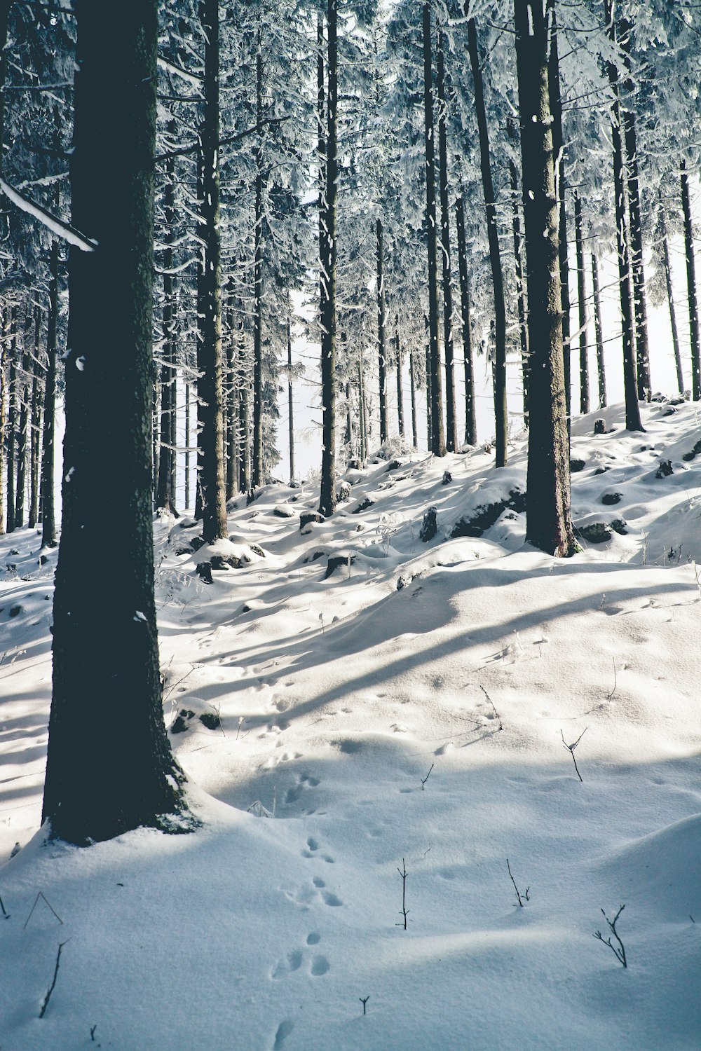 immergrüne Bäume, die mit Schnee bedeckt sind