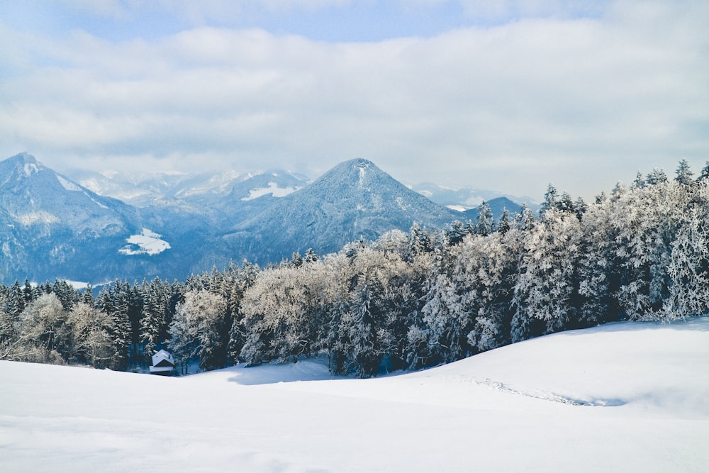 snow coated tree on snow field near mountain range