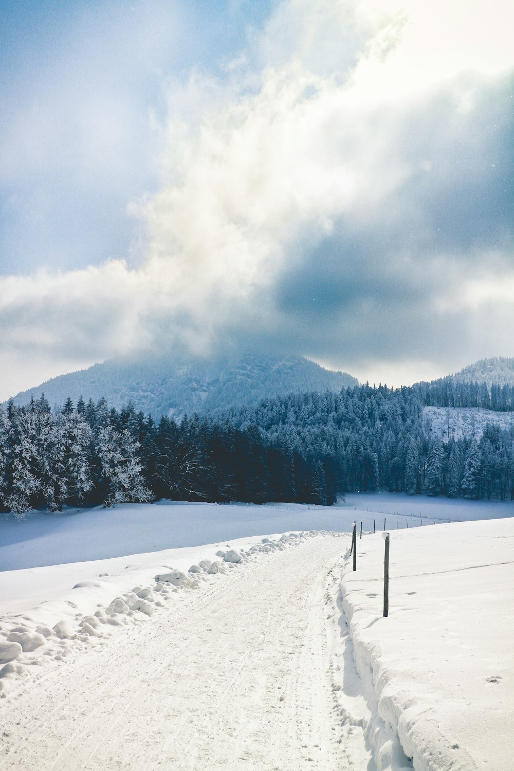 pine trees covered with snow