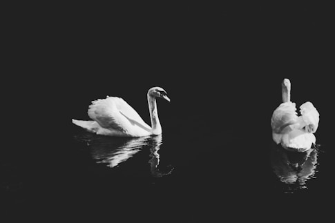 two swans on body of water