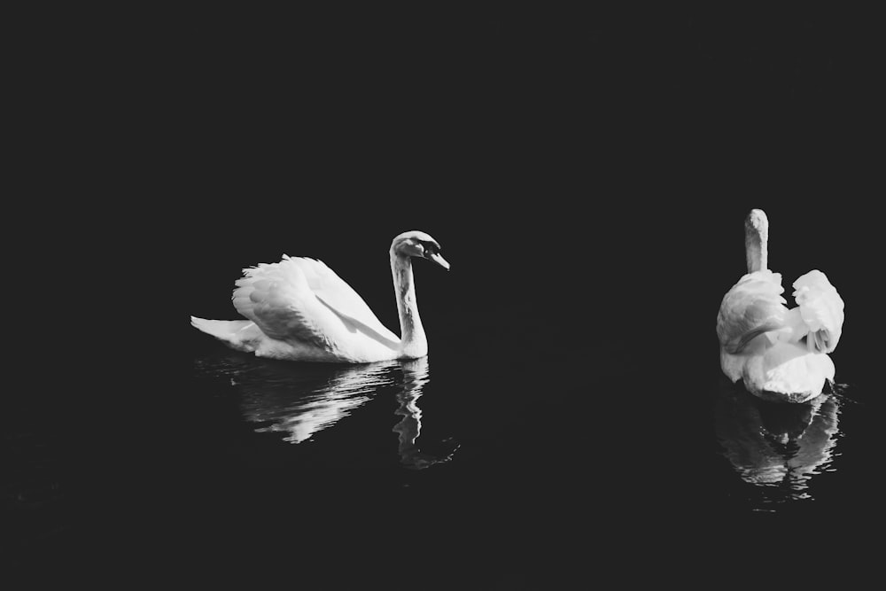 deux cygnes sur plan d’eau