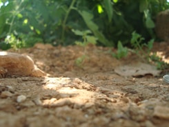 Close-up of a geologist examining soil samples in the field.