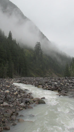 A serene riverside café nestled among pine trees with misty mountains in the background.