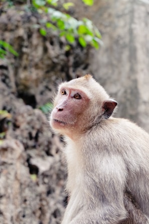 A monkey with light brown fur gazes upwards, surrounded by a rocky environment with patches of green foliage.