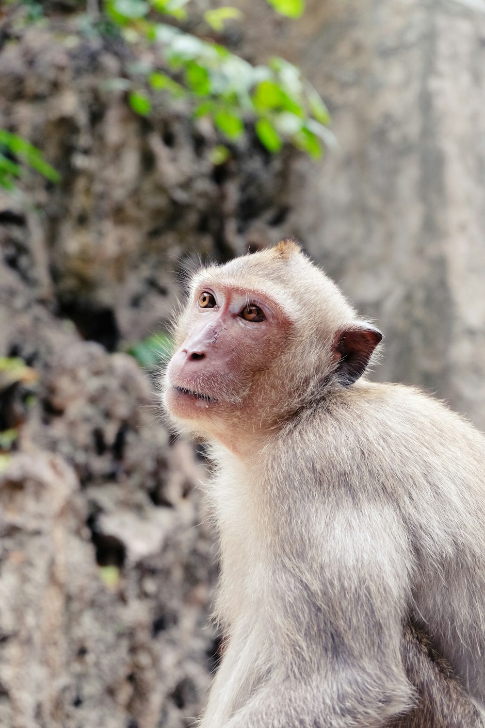 monkey near green leaves