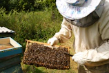 A beekeeper carefully tending to queen bees in their special hives.