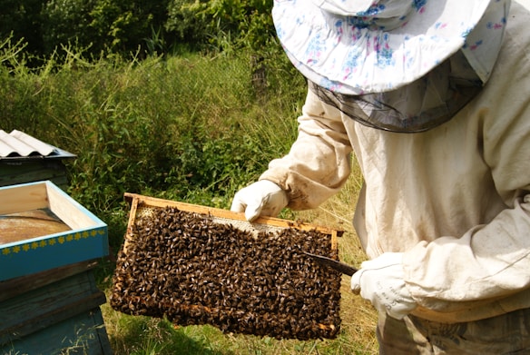 A beekeeper is tending to a wooden frame covered with a swarm of bees. The beekeeper is wearing protective gear, including a suit and a hat with a veil, to safely manage the hive. The setting appears to be an outdoor garden or orchard, with greenery in the background and another hive visible to the side.