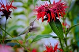 A hummingbird hovers in mid-air as it feeds on the nectar of a vibrant, red flower. The bird's wings are a blur, capturing its rapid movement, while its body showcases green and gray hues. The surrounding area is filled with green leaves and additional bright red flowers, creating a lively natural setting.