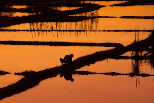From Soil to Sustenance: Celebrating National Farmers Day