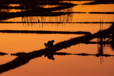 rice feilds - a prime location for mosquitoes carrying Japanese encephalitis