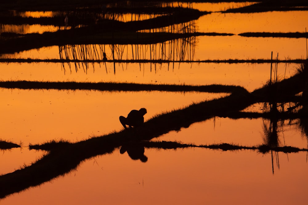silhouette of person on rice field