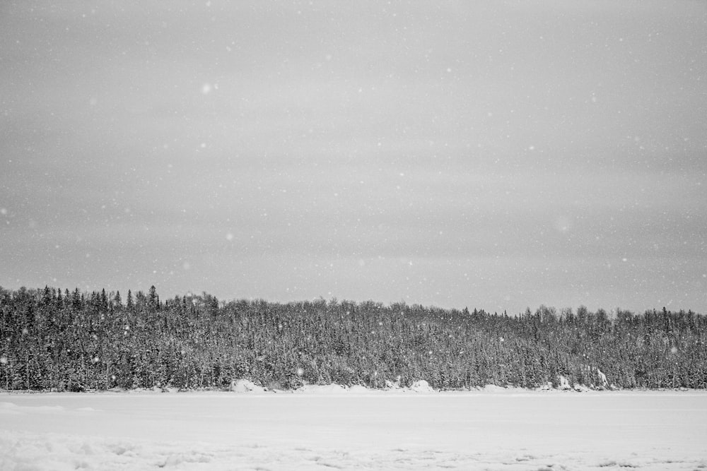 snowfield near forest