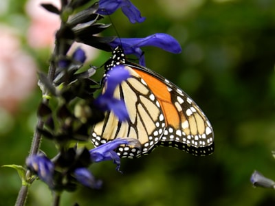 A vibrant purple sunbird perched delicately on a wildflower in Gir Jungle.