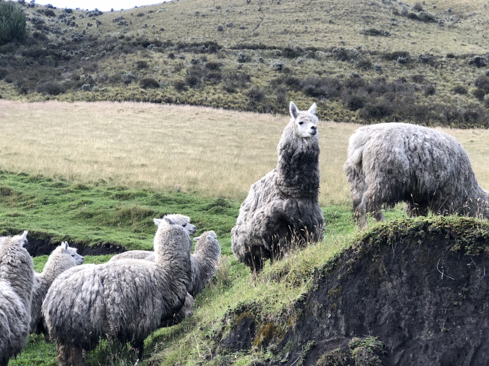 group of gray lamas standing on grass