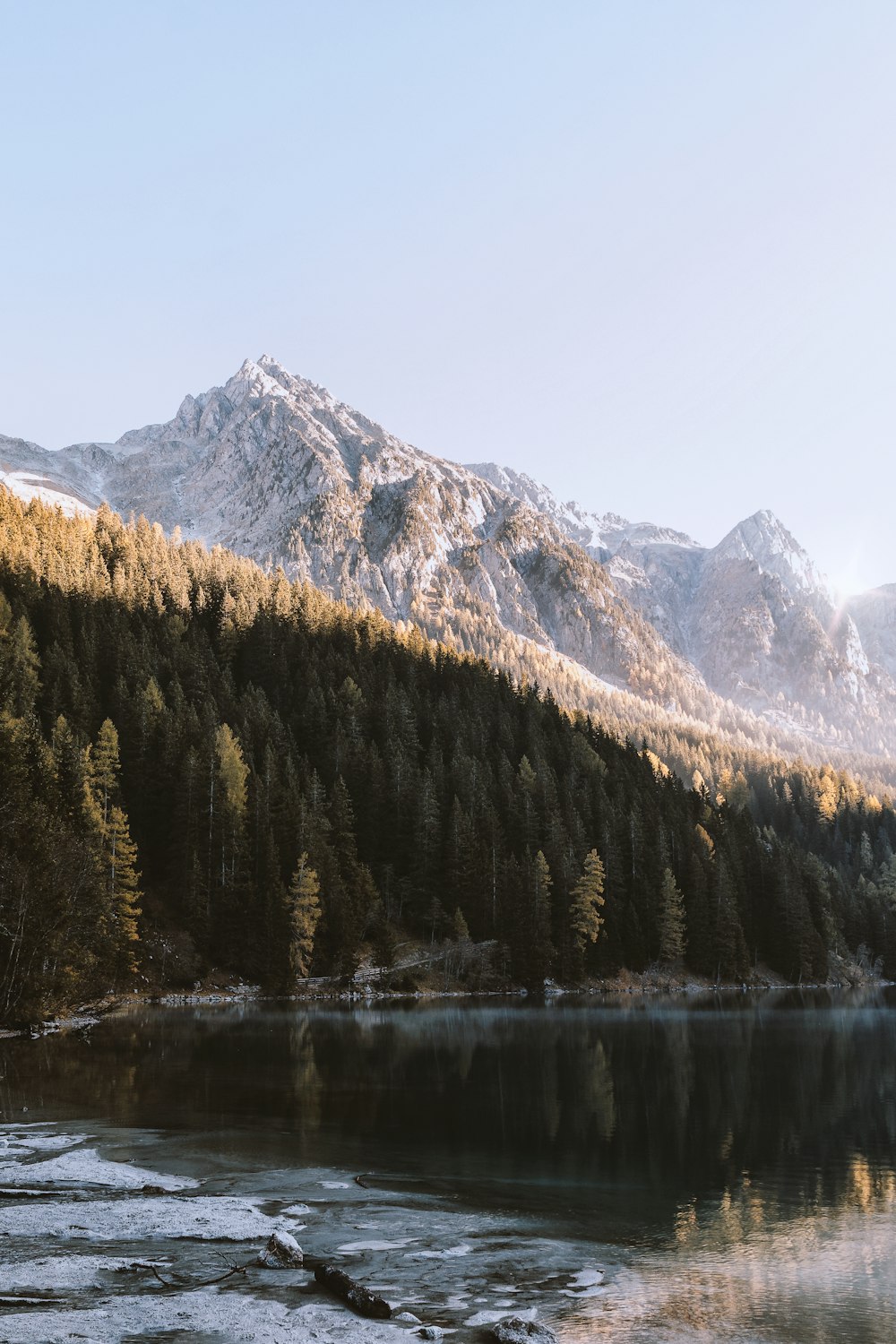 Grüner Wald am See