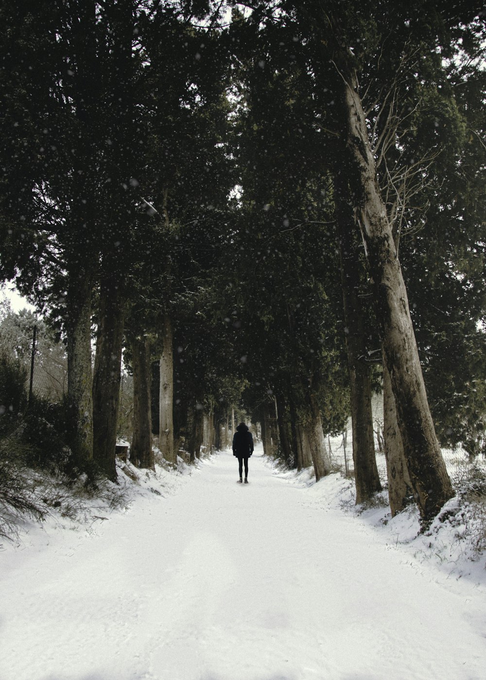 man walking on snow pathway between trees