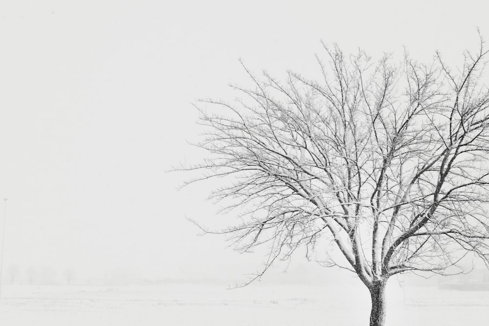 árbol marchito cubierto de nieve en un campo de nieve